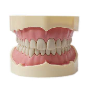 Dentalmodell Übungsmodell ND-3